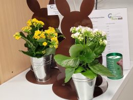 Ein Osterhase mit Blumeneimer